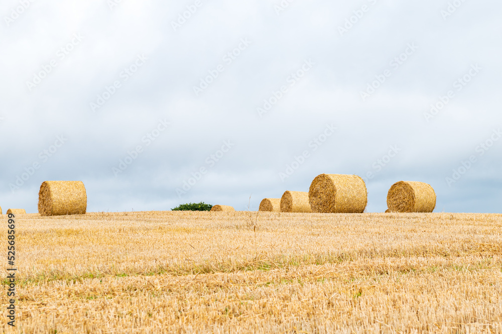 Freshly made hay rolls or bales in field during harvest season in cloudy day