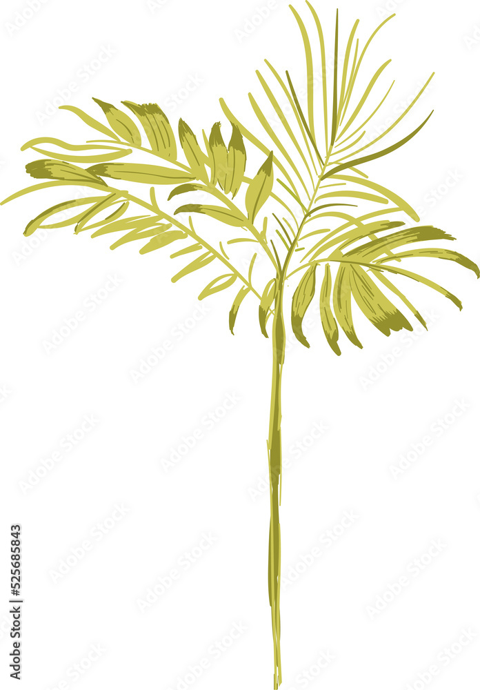 Obraz premium Hand drawn Palm tree illustrations element PNG file
