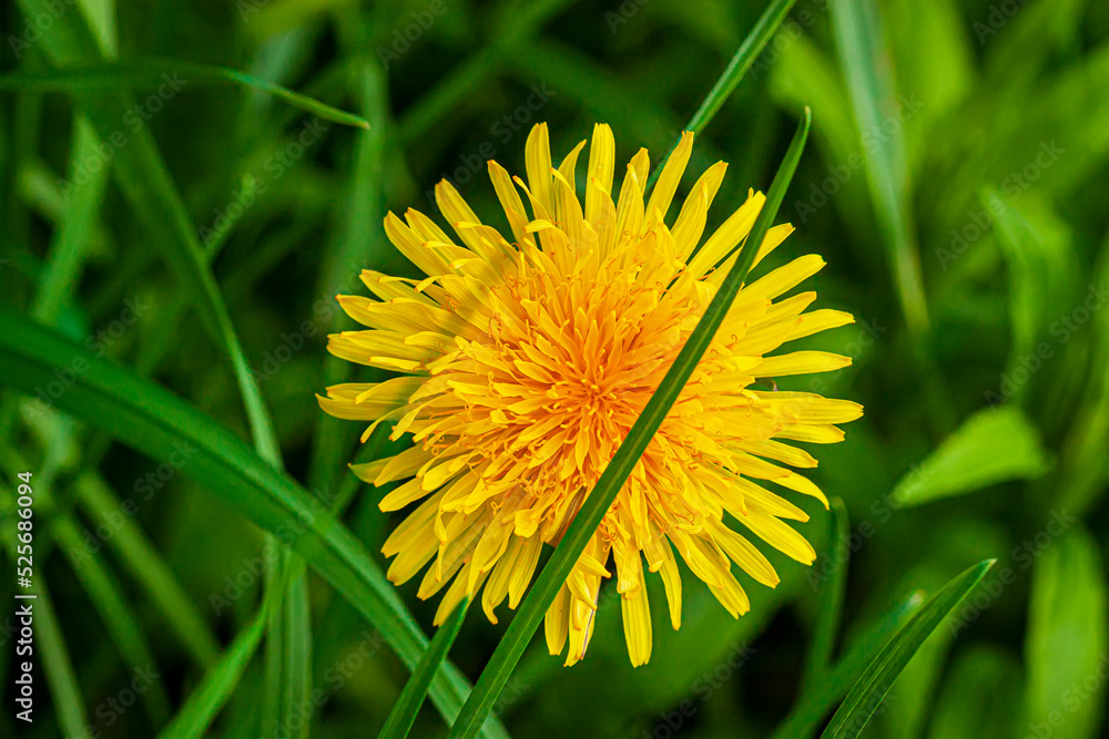 Close-up of one bright yellow dandelion in green meadow grass Close-up of one bright yellow dandelion in green meadow grass