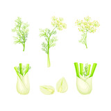 Fennel spice herb bulbs and stems set. Culinary cooking ingredient. Fresh organic healthy vegetarian food vector illustration
