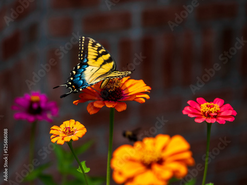 Eastern Tiger Swallowtail Butterfly on flowers