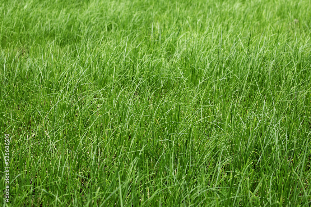 tall green grass in a meadow, pasture, unmown green lawn or lawn tall green grass in a meadow, pasture, unmown green lawn or lawn