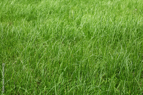 tall green grass in a meadow, pasture, unmown green lawn or lawn