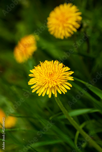 Yellow spring dandelions close-up  green spring meadow