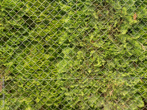 Thuja fence in the country.