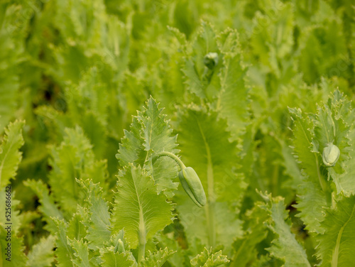 Poppy on a farmer's field.