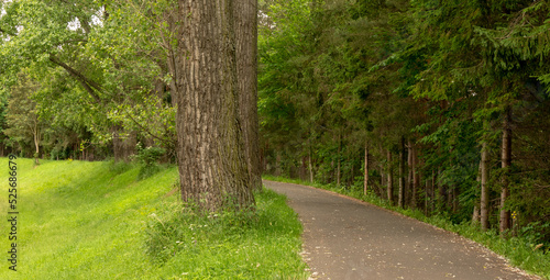 Road in city park in summer.