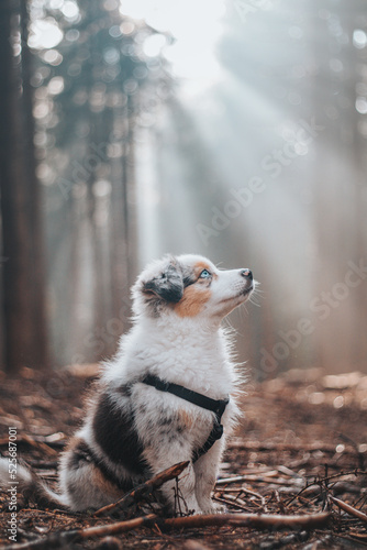 Female Australian Shepherd puppy in colour blue merle sits on a forest path in the middle of the woods  the sunlight shining through the morning mist through the treetops