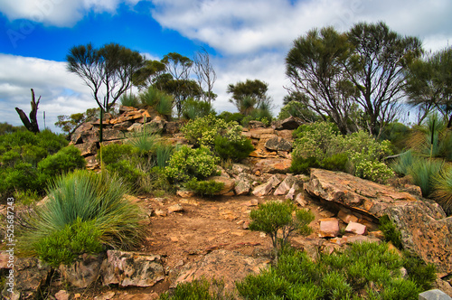 Landscape with red rocks, casuarinas, shrubs and grass trees in Dutchmans Stern, in the south end of the Flinders Range in South Australia