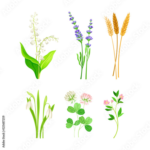 Set of field and meadow wild flowers and herbs. Snowdrop, lavender, ear of wheat, clover, lily of the valley decorative herbal plants cartoon vector illustration