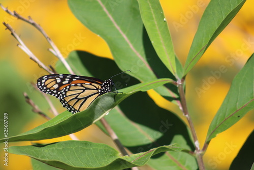 Papillon Monarque