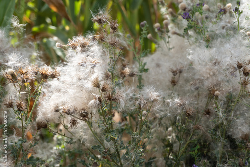 pollen on a background of branch and dead leaf