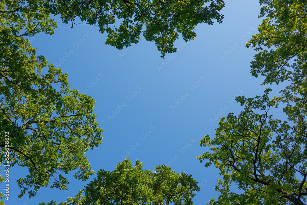 Blue clear sky surrounded by tree branches with green foliage in the forest Blue clear sky surrounded by tree branches with green foliage in the forest