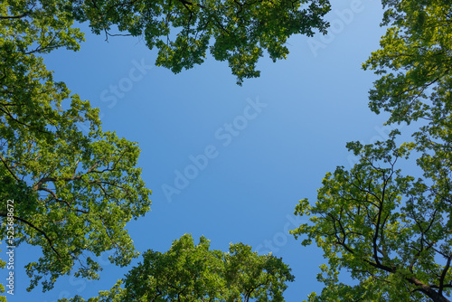 Blue clear sky surrounded by tree branches with green foliage in the forest