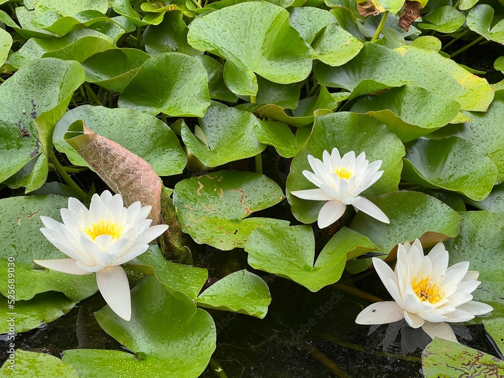 Water lilies in the Spa garden Julijev Park - Daruvar, Croatia (Lopoči u lječilišnom perivoju Julijev park - Daruvar, Hrvatska) Water lilies in the Spa garden Julijev Park - Daruvar, Croatia (Lopoči u lječilišnom perivoju Julijev park - Daruvar, Hrvatska)