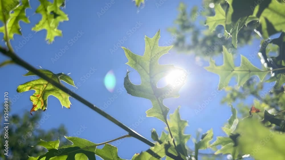Close up of fresh green leaf swaying in light wind. Tree branch opposite the sun on a clear blue sky. Sunlight and sunbeams. Close up of fresh green leaf swaying in light wind. Tree branch opposite the sun on a clear blue sky. Sunlight and sunbeams.