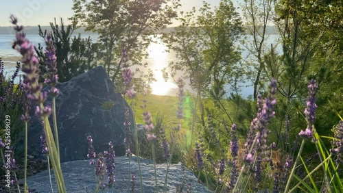 Close up of lavender flowers swaying in the wind. Field of lavender located on a riverside. Rising sun over the river.