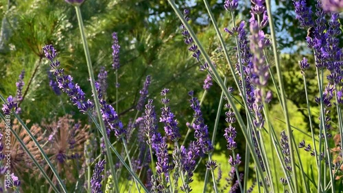 Close up of lavender flowers swaying in the wind. Field of blooming lavender.