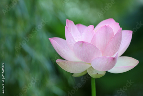 Nelumbo nucifera