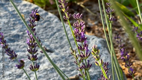 Close up of lavender flowers and bee collecting nectar. Field of blooming lavender swaying in the wind.
