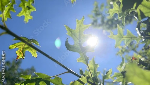 Close up of fresh green leaf swaying in light wind. Tree branch opposite the sun on a clear blue sky. Sunlight and sunbeams.
