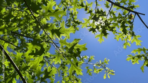 Fresh green leaves swaying in light wind. Tree branches opposite the sun on a clear blue sky. Sunlight and sunbeams. Looking up.