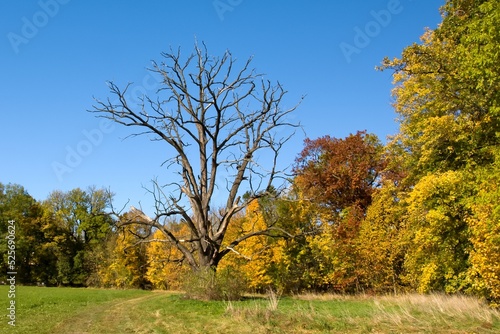 A dead massive tree in the landscape in a meadow by the forest
