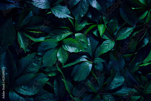 Abstract natural background wall of green foliage.