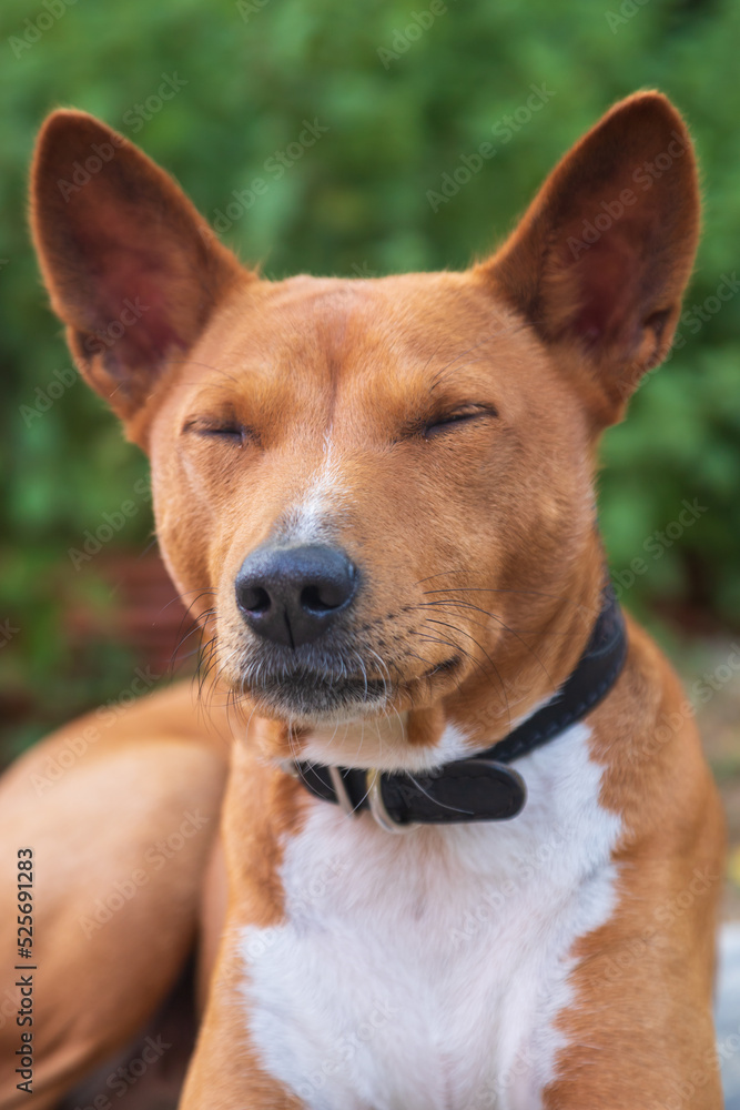Basenji - Congo Dog medium-sized brown and white dog from central Africa in the garden. Basenji - Congo Dog medium-sized brown and white dog from central Africa in the garden.