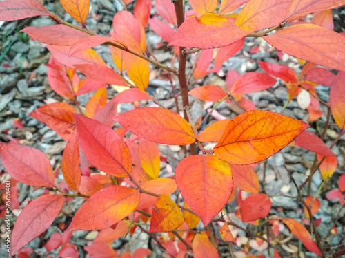 Red leaves of a blueberry bush on autumn day.