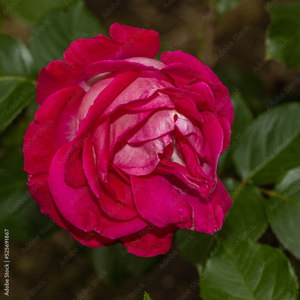 pink rose flower in the garden pink rose flower in the garden