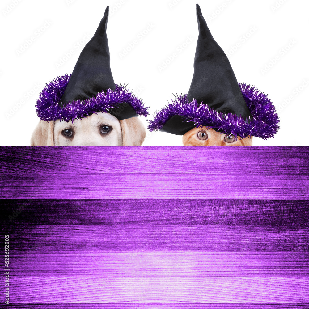 Halloween pet dog cat dressed up in witch costume for animal trick