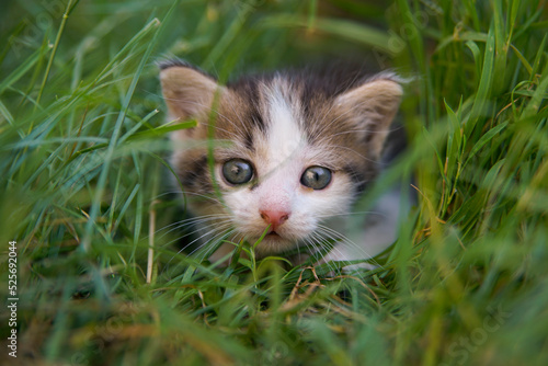 Wallpaper Mural small kitten in grass Torontodigital.ca