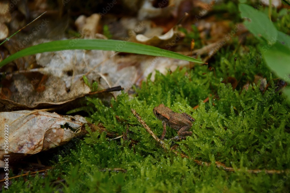 little frog sitting in the moss little frog sitting in the moss