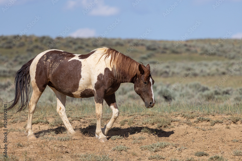 Obraz premium Beautiful Wild Horse in Summer in the Wyoming Desert