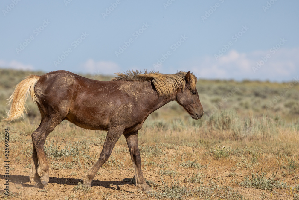 Beautiful Wild Horse in Summer in the Wyoming Desert Beautiful Wild Horse in Summer in the Wyoming Desert