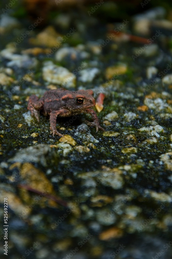 Naklejka premium a little frog sitting on the asphalt road