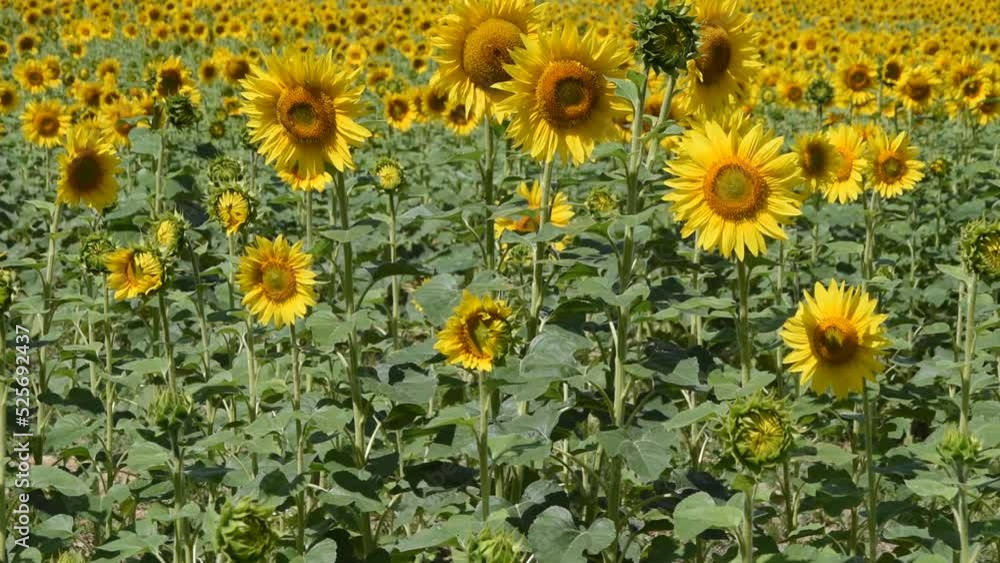 Natural background with sunflowers in the field Natural background with sunflowers in the field
