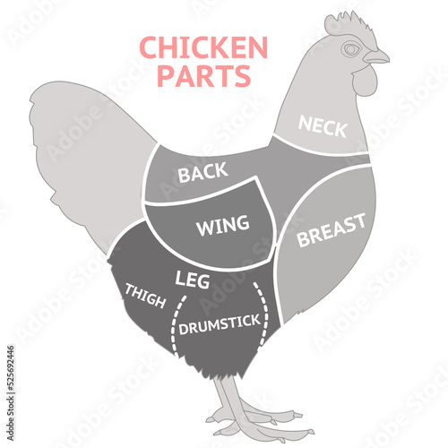 Chicken parts anatomy. Bird, chick cutting whole into eaten pieces diagram. Breast, halves thighs, drumsticks, wings, leg, back, neck, breast thigh. Butcher food meat. Gray body. Illustration vector 
