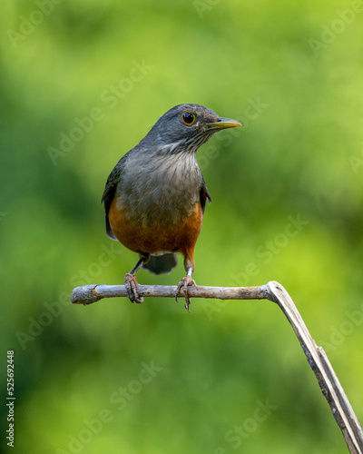 The Rufous-bellied Thrush also know as Sabia-laranjeira perched on a branch. It is the symbol bird of Brazil. Birdwatching. Bird lover. Birding. Species Turdus rufiventris