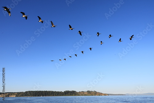 Wildgänse am Himmel