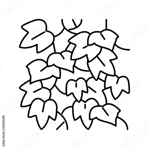 english ivy line icon vector illustration