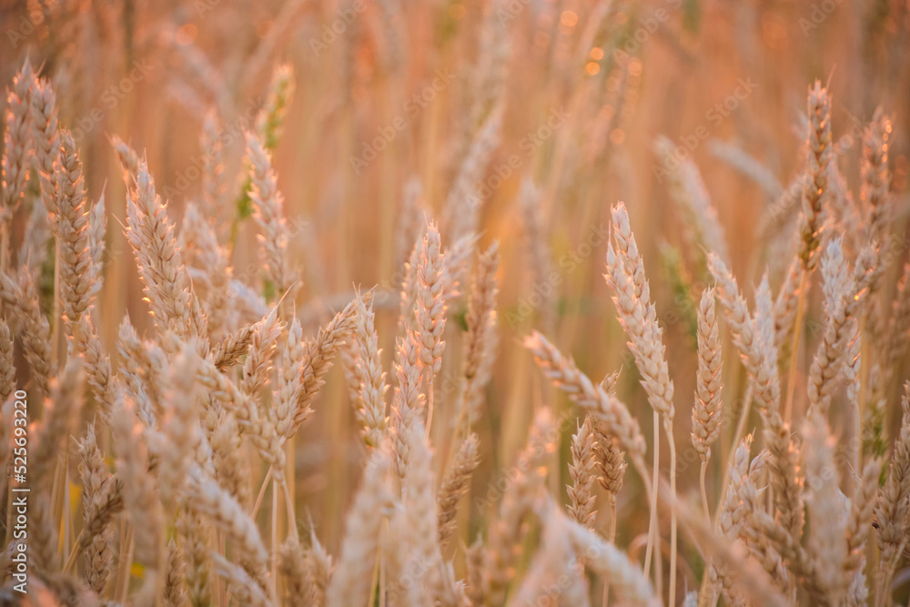 Ears ripe wheat in light colorful sunset. Ears ripe wheat in light colorful sunset.