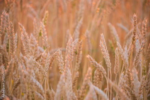 Ears ripe wheat in light colorful sunset. © freeman83