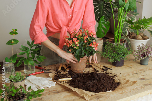 Woman gardener potting new plant and Repotting pot for House plant .Plants care concept