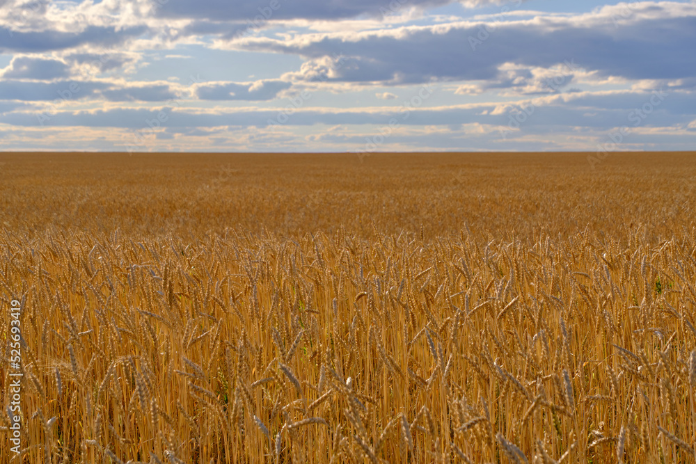 Naklejka premium Field ripe wheat against background thickening clouds.