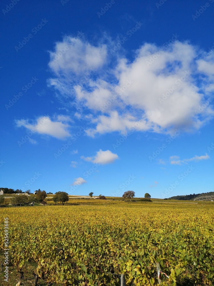 Des vignes en automne. Un vignoble automnal. La Côte-d'Or. Des rangs de vigne dorés pendant l'automne. Des vignes en automne. Un vignoble automnal. La Côte-d'Or. Des rangs de vigne dorés pendant l'automne.