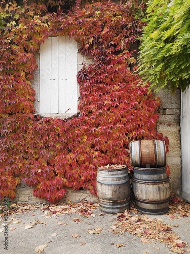 Des tonneaux de vin devant un mur de vigne automnale.
Des fûts en chêne devant un mur couvert de feuilles automnales. Le temps des vendanges. La saison des vendanges.