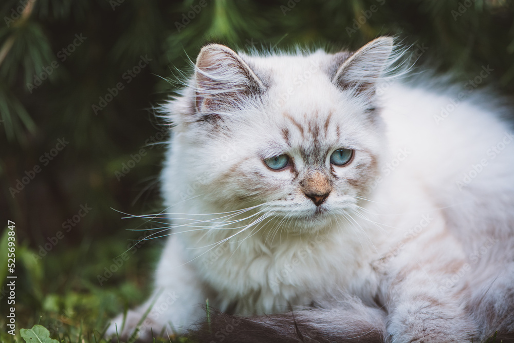 Fototapeta premium Katze / Göttliche Birma