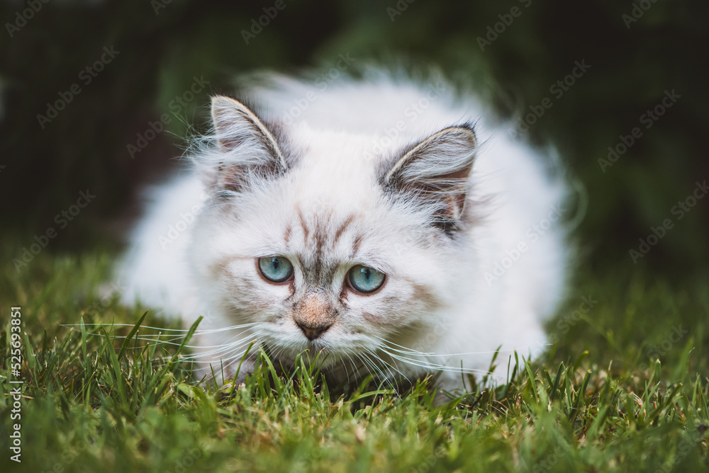 Katze / Göttliche Birma Katze / Göttliche Birma
